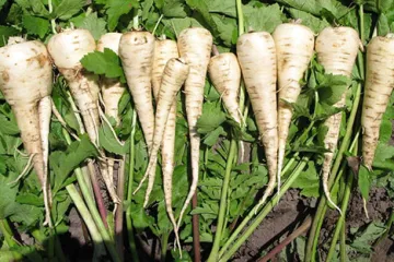 Pastrnjak dobri susjedi – s kojim se biljkama pastrnjak slaže?