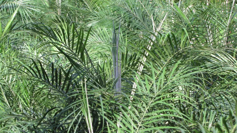 Patuljasta datulja: ukrasna biljka koja čisti zrak