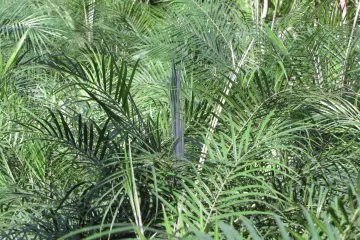 Patuljasta datulja: ukrasna biljka koja čisti zrak