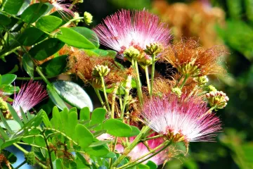 Albicija uzgoj - pravila za uzgajanje kineske mimoze albicije