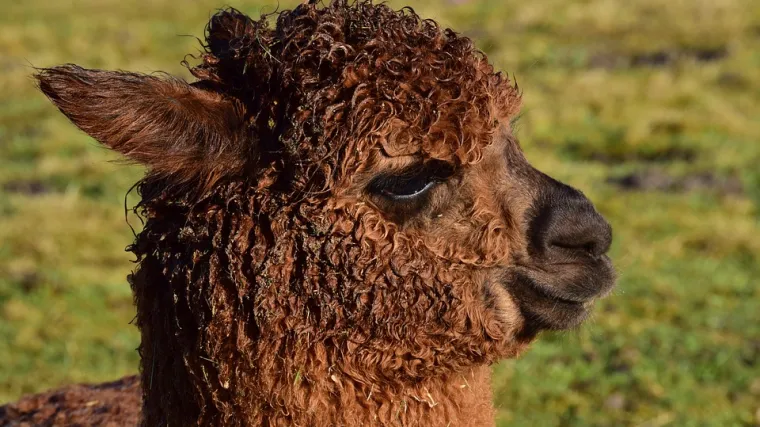 Čovjek iz Bjelovara uzgaja alpake, životinje slične ljamama: 'Mogu zaraditi tisuće eura'