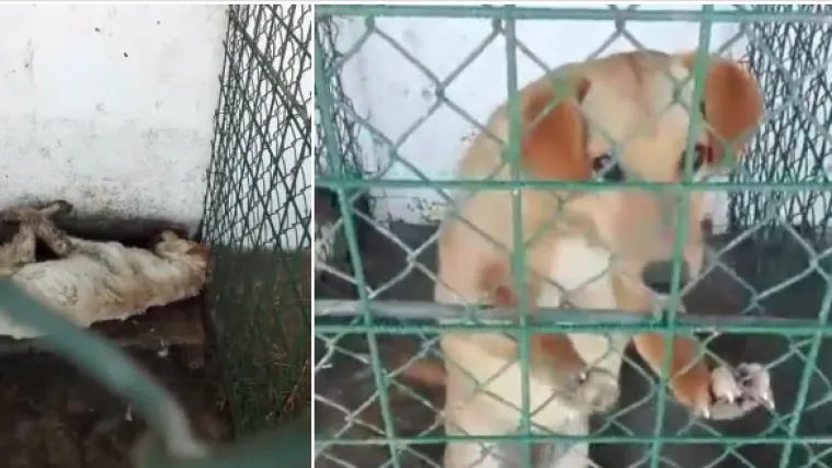 Levijatan opet u borbi, ovaj put protiv horor azila: 'Prona&scaron;li smo mrtve pse, bolesne s tumorima do poda'