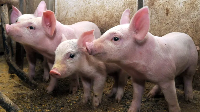 Nevjerojatna krađa na Pagu: s farme ukrao deset pra&scaron;čića, &scaron;teta vi&scaron;e tisuća kuna