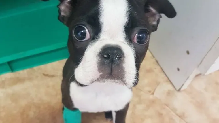 Tražili eutanaziju za &scaron;tenca jer im je njegova bolest bila teret, Srećko osvojio srca veterinara