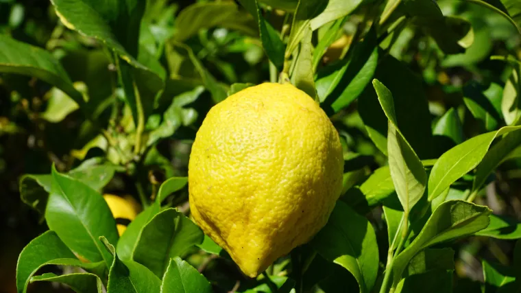 Prskanje limuna: prirodni načini za zaštitu limuna