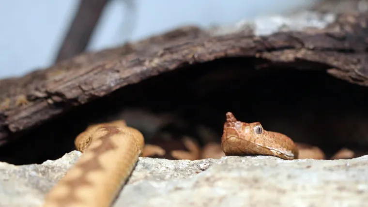 Gorski kotar: snimio velikog poskoka 200 metara od kuće, pogledajte snimku