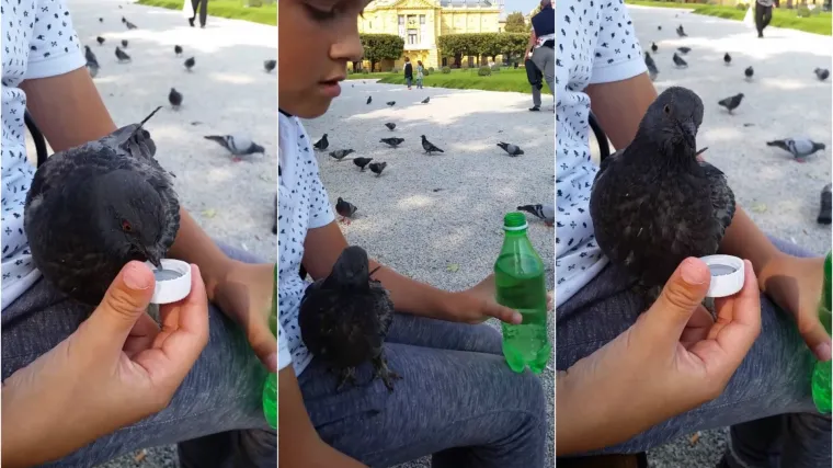 'Da si barem svi klinci takvi': snimka dječaka koji daje vodu golubu na Tomislavcu raznježila Zagrepčane