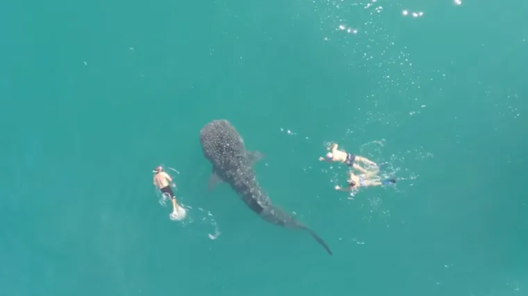 Ljudi plivali u oceanu, a onda se stvorilo ogromno stvorenje