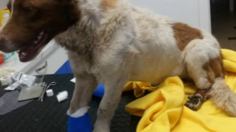 Uznemirujuće fotografije: volonteri u Kninu spasili psa kojem je netko odrezao &scaron;ape