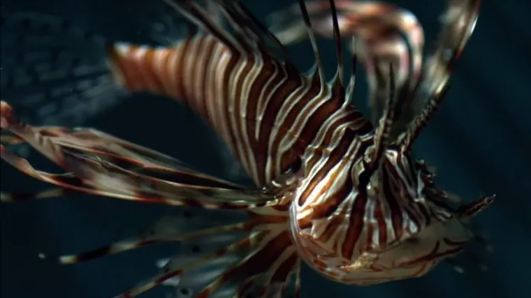 Stiže nam opasna invazivna vrsta u Jadran: već je pokorio Indijski ocean, a ugriz mu je bolan