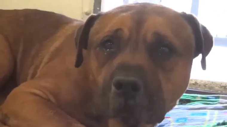 'Njega nije ostavio čovjek već nečovjek': reakcija psa kad je shvatio da je ostavljen u azilu