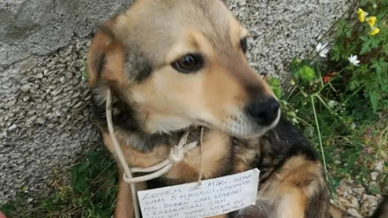 Kako su samo mogli? U Primo&scaron;tenu je netko ostavio psića zavezanog za ogradu s ceduljicom oko vrata