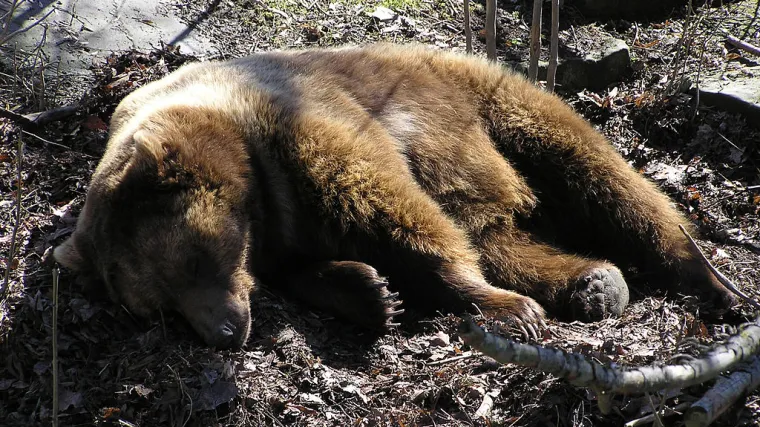 Majke medvjedice naučile kako se zaštititi od lovaca