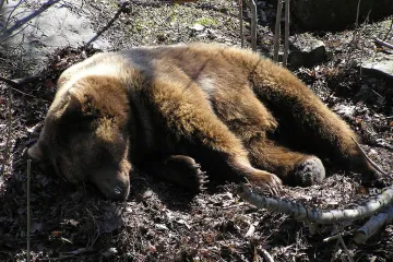 Majke medvjedice naučile kako se zaštititi od lovaca