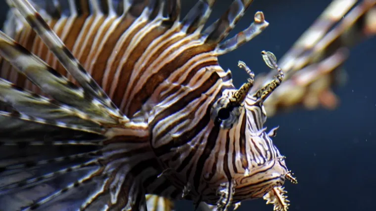 Proždrljivac koji uzrokuje veliku &scaron;tetu i čiji ubod je jako problematičan