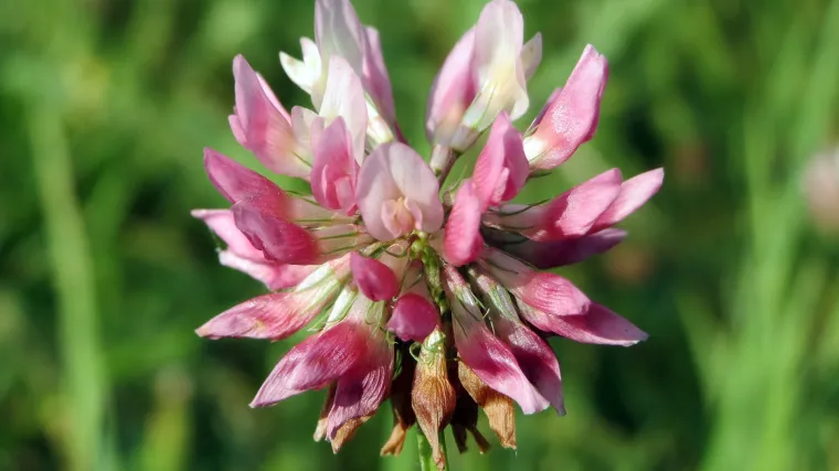 Švedska djetelina: biljka hladnog podneblja