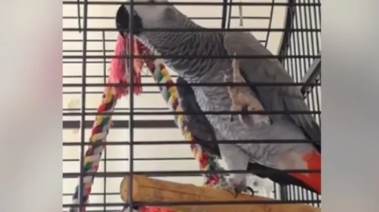 Mitzy legenda! Papiga joj progovorila turski, a čekajte tek kad čujete njenu obradu Dine Dvornika