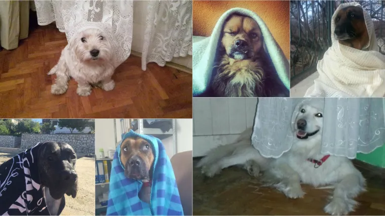 Psi gospe: urnebesna FB grupa 'zamotanih' ljubimaca postoji već godinama, mi smatramo da je podcijenjena