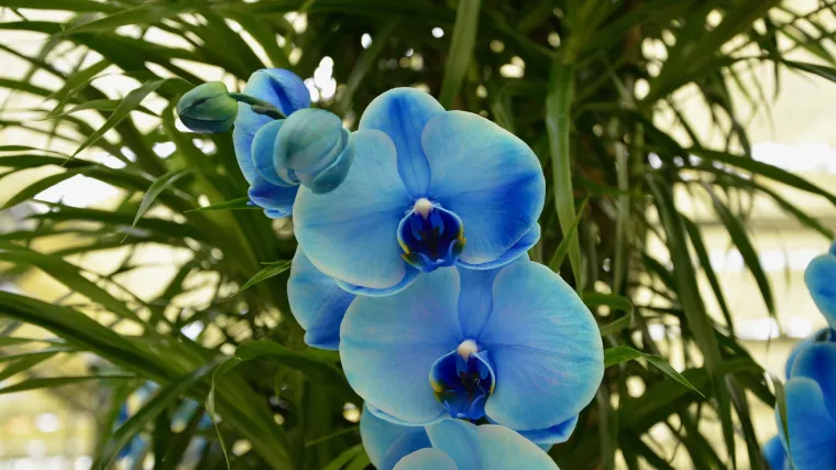 Nametnici na orhidejama - spriječite nametnike prije nego unište vašu orhideju