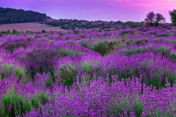 Biljke za mediteranski vrt - najbolji odabir daška Mediterana za vaš vrt