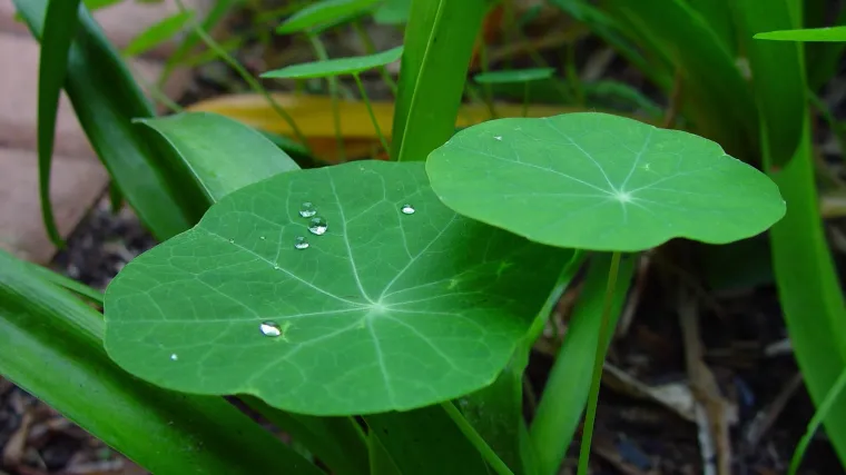 Ljekovita potočarka - ljekovita svojstva potočarke