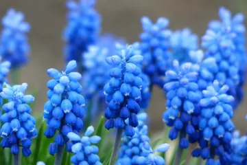 Bijele mušice na cvijeću - kako bijele mušice uništavaju cvijeće?