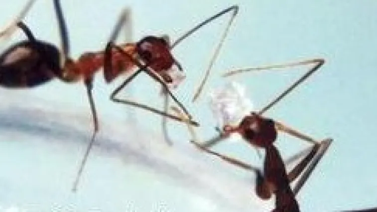 Kako se s lakoćom riješiti crnih mrava u stanu?