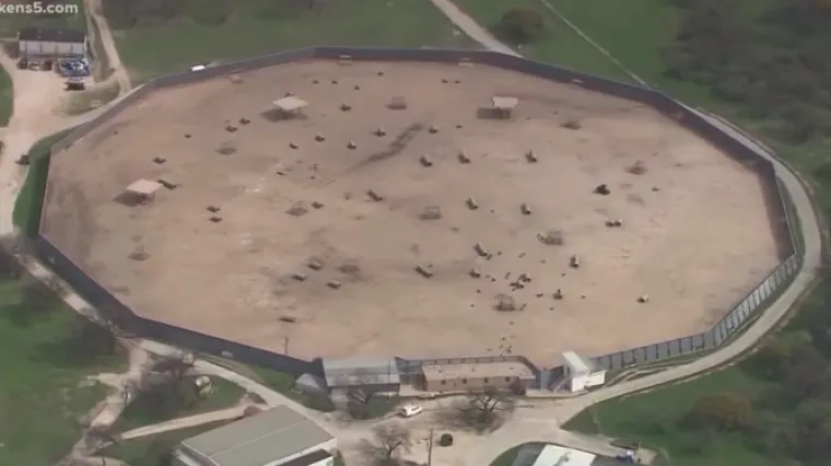 Domi&scaron;ljatiji od nekih ljudi: pavijani izigrali čuvare i dali se u bijeg, nastao opći kaos