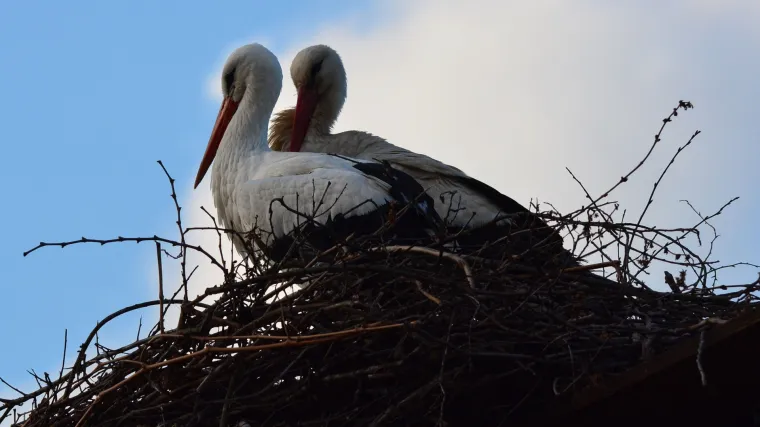 Malena i Klepetan postaju zvijezde scene: 26. travnja u Žar ptici premijera o najpoznatijem životinjskom paru