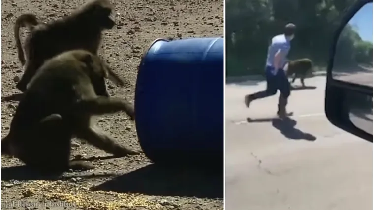 Lukavi pavijani uz pomoć bačve zbrisali iz istraživačkog centra