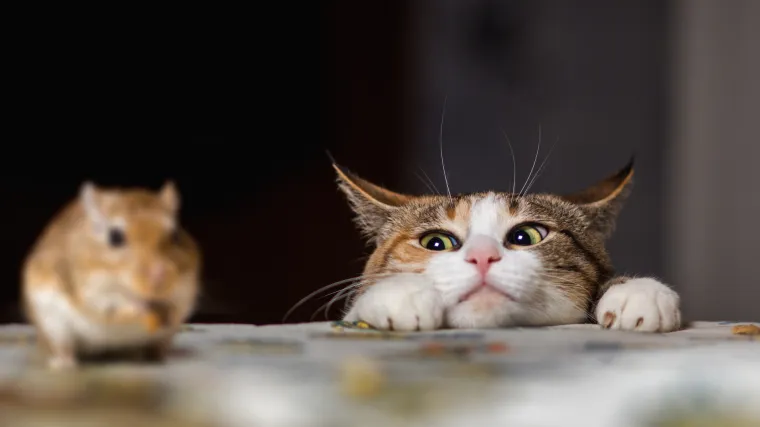 'Bome' jeftinije nego podmićivanje čuvara: trenirane mačke u zatvore krijumčarile mobitele