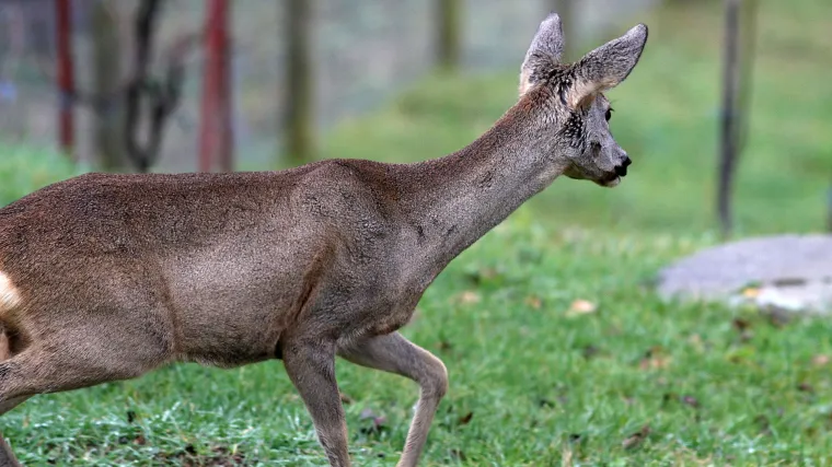 Vozači, oprez: na autocesti A4 između odmori&scaron;ta Sesveta i čvora Popovec uočena srna