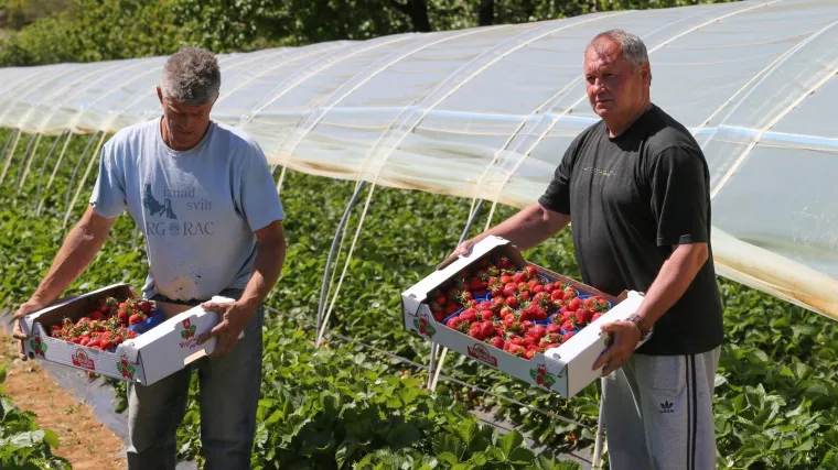 Nevjerojatna priča iz Vrgorca: 'Nedostaje nam 300 radnika, dnevnica je pristojna, ali nitko ne želi brati jagode'
