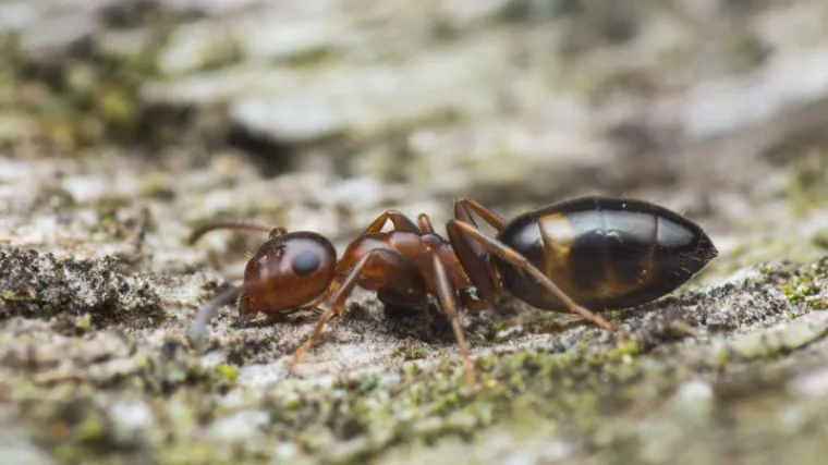 Životinje koje doslovce eksplodiraju kako bi ubili nemesisa i spasili svoju braću
