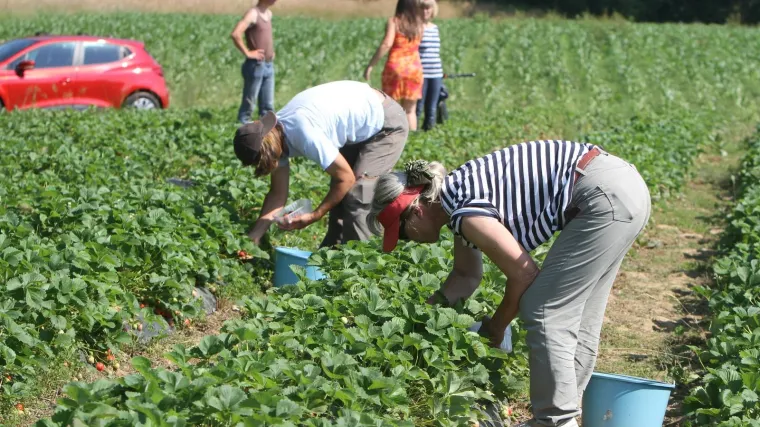 'Plaćamo 200 kuna na dan, ali svejedno nitko ne želi raditi. Nedostaje nam 300 do 400 ljudi'