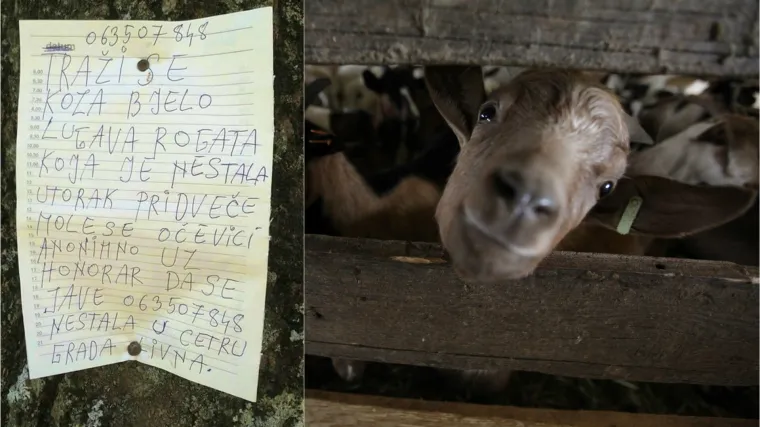Nagrada nalazniku: 'Traži se koza bijelo lugava rogata' koja je nestala u Livnu!