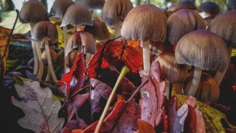 Uhićen 29-godi&scaron;nji Osječanin zbog uzgajanja 'čarobnih gljiva'