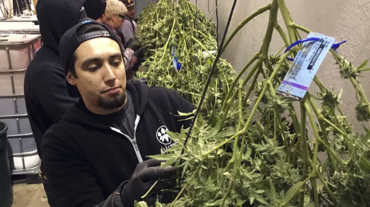 Vijetnamci iznajmili stan u Njemačkoj pa izgradili plantažu marihuane