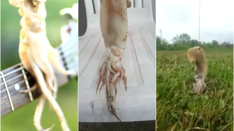 Ovo je definitivno najveći bizarluk ikad: dečki iz Zagreba nabavili lignjuna za ljubimca i nazvali ga Prepucije IV.