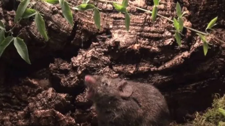 Poslu&scaron;ajte serenadu južnoafričkog mi&scaron;a koji je spreman postati tata