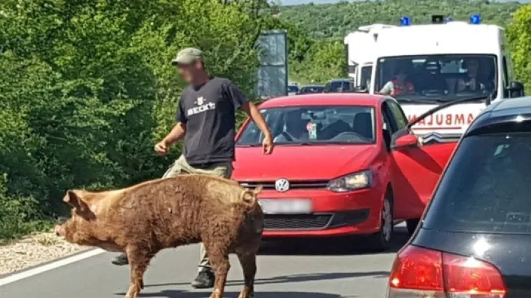 Prvenstvo prolaza: i vozilo hitne pomoći moralo pričekati da svinja-stokila&scaron;ica pro&scaron;eće magistralom