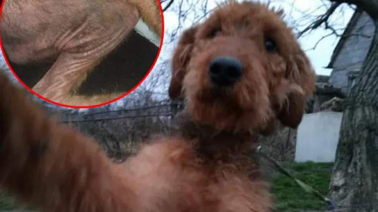 Pas Gogo dočekao pravdu: sud kaznio vlasnika s 11.000 kuna zbog izgladnjivanja i zanemarivanja