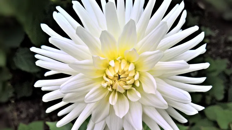 Pravila za sijanje cvijeća po mjesecima