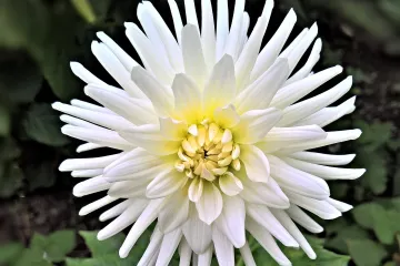 Pravila za sijanje cvijeća po mjesecima