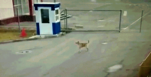 Kad se psi lutalice udruže u bandu