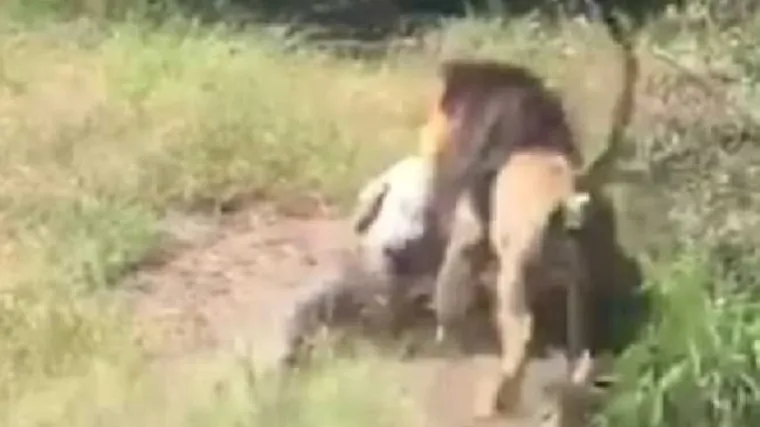 Uznemirujuća snimka: vlasnika poznatog safari parka napao lav i odvukao ga u grmlje