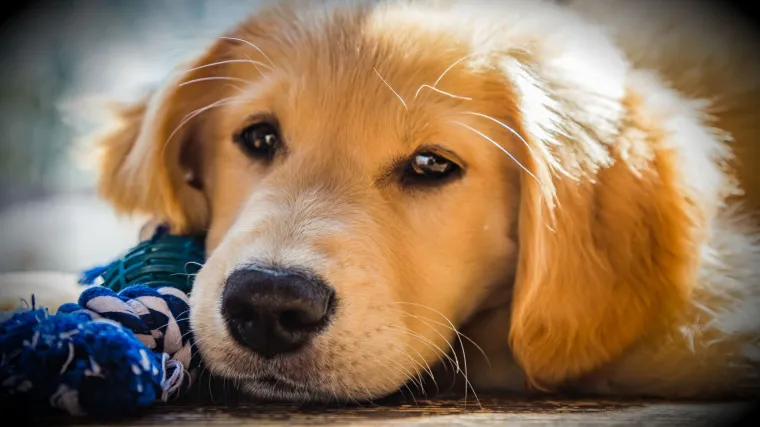 Kolumbijski monstrum &scaron;vercao heroin u trbuhu &scaron;tenaca: 'Nisam kriv'