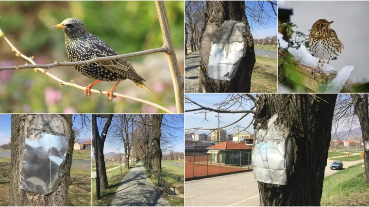 Ovako 'komunalci' u Srbiji šire krila, kad već ptičice ne mogu: rupe u stablima pune betonom!