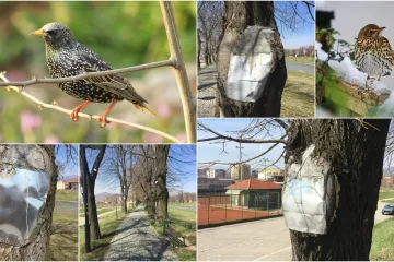 Ovako 'komunalci' u Srbiji šire krila, kad već ptičice ne mogu: rupe u stablima pune betonom!