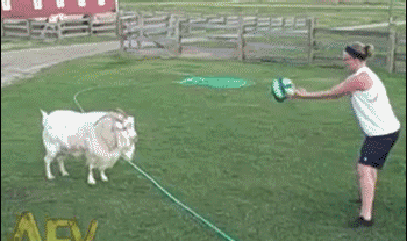 Tko kaže da je pas najbolji prijatelj?